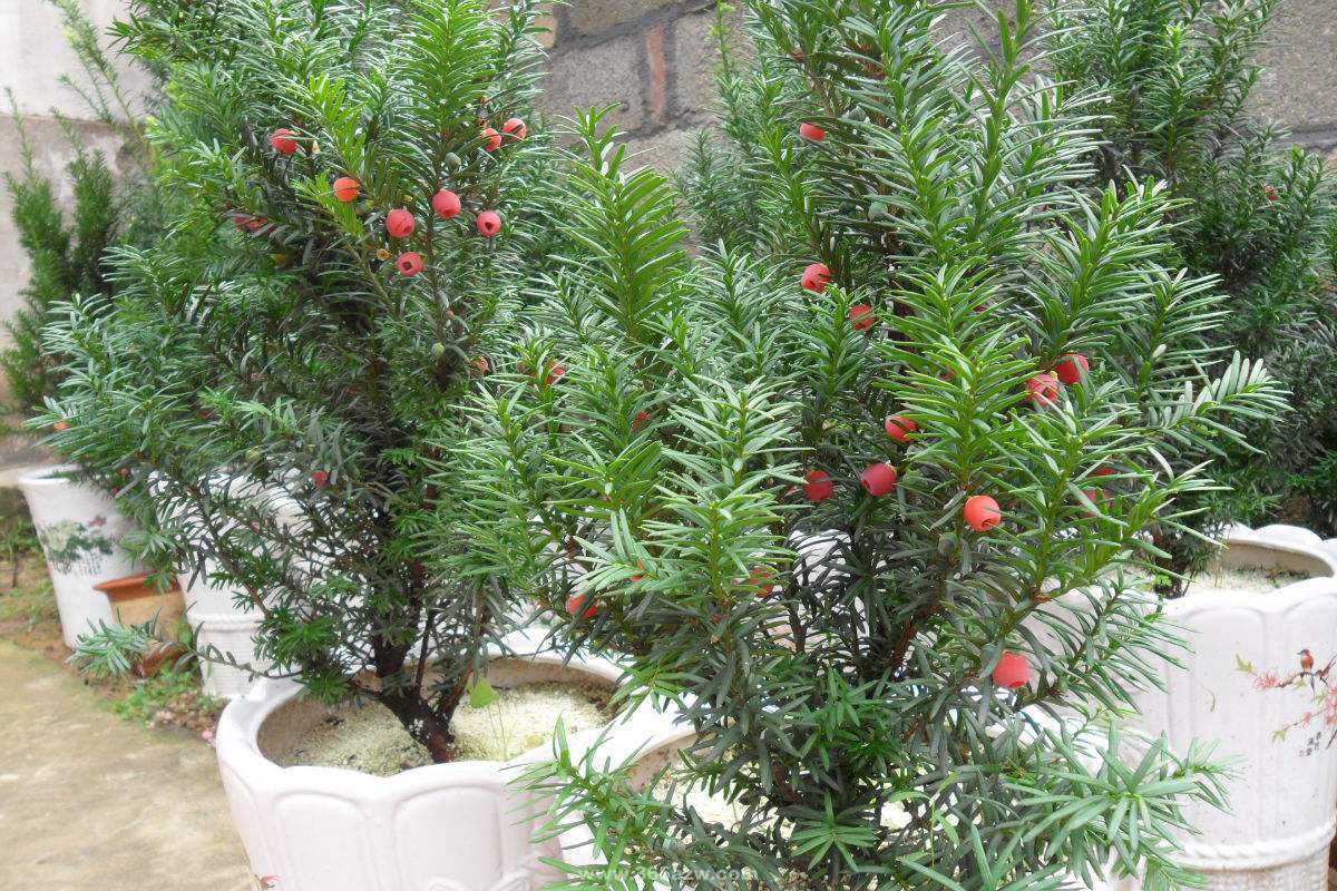 紅豆杉可以盆栽嗎？紅豆杉的盆栽養(yǎng)護(hù)方法(圖1)