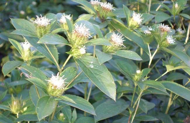 蒼術(shù)怎么種？蒼術(shù)種植方法介紹(圖1)