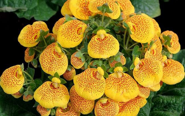 蒲包花怎么種？蒲包花的種植和養(yǎng)護(hù)方法(圖1)