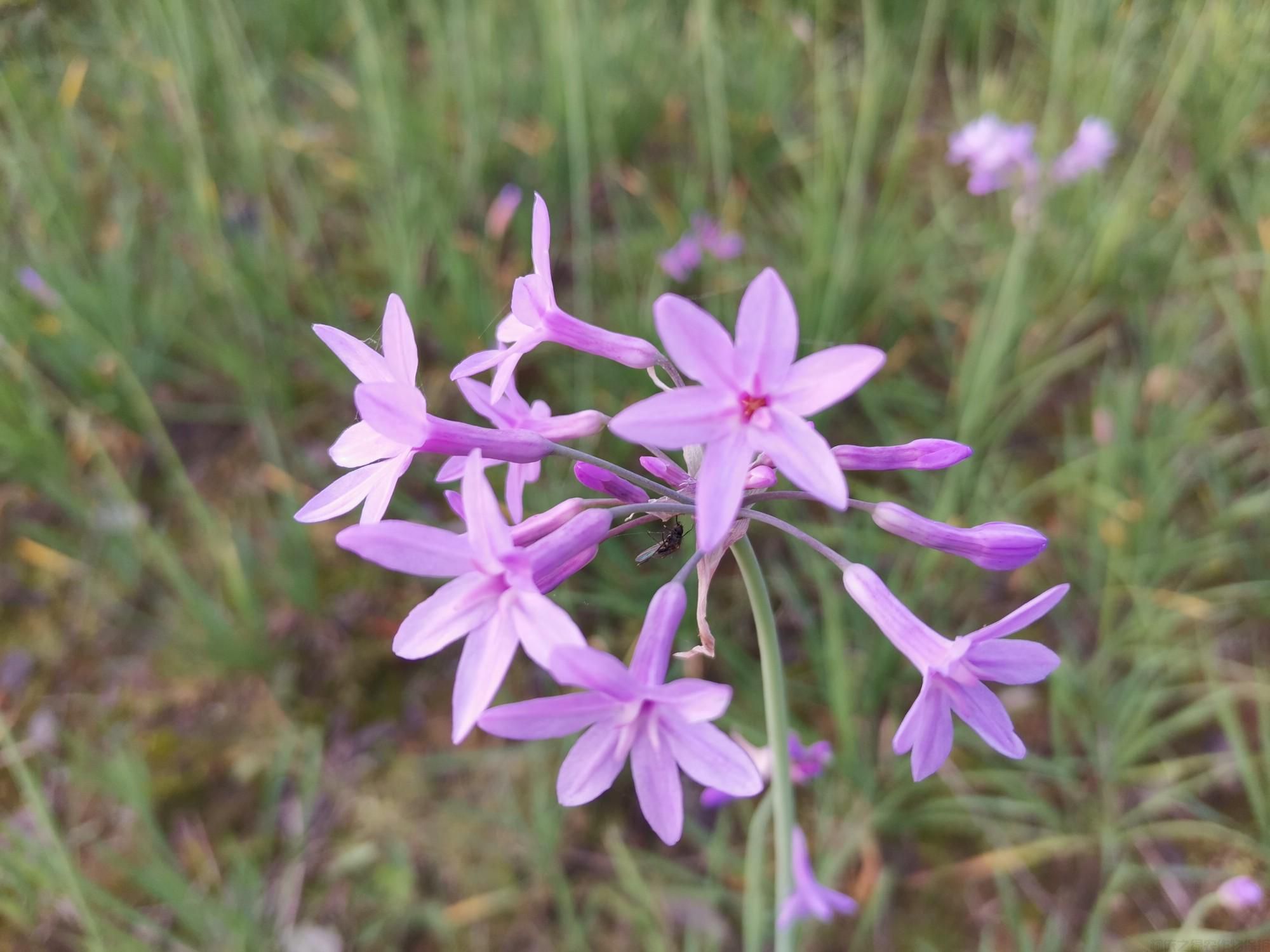 紫嬌花能吃嗎？紫嬌花種植方法(圖1)
