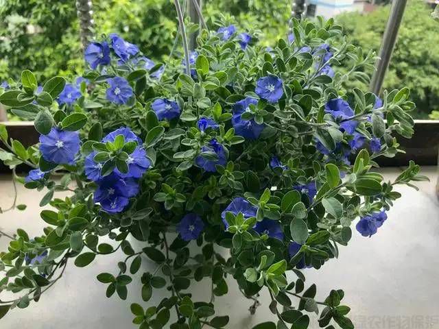 怎么才能養(yǎng)好藍星花？藍星花的養(yǎng)護技巧和養(yǎng)殖注意事項(圖1)