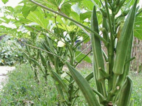 秋葵怎么種？秋葵的種植技術(shù)介紹(圖1)