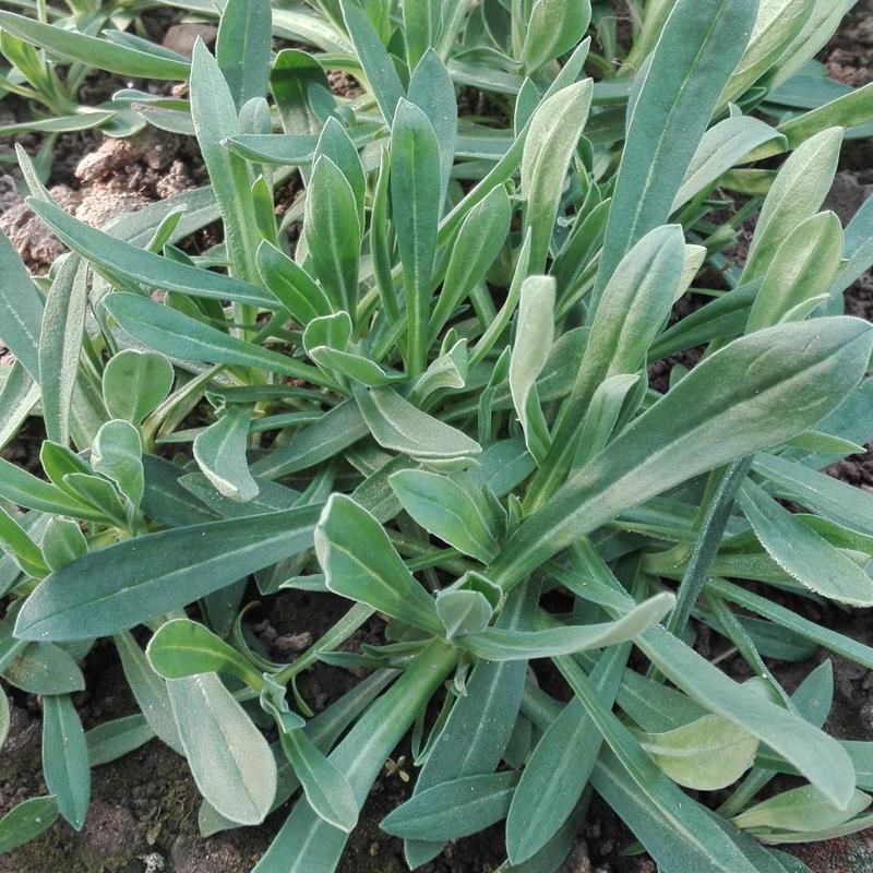 面條菜怎么種？面條菜的種植技術(shù)和管理方法(圖1)