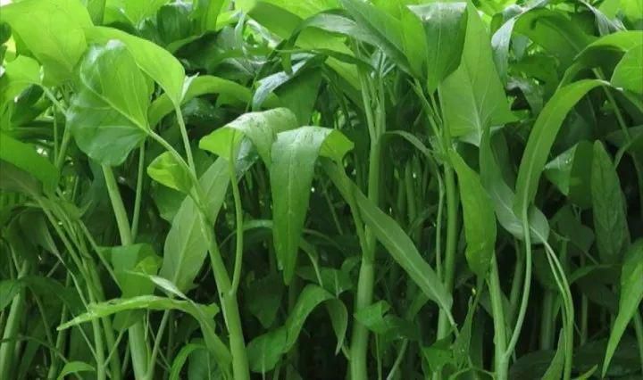 空心菜怎么施肥？空心菜高產(chǎn)施肥技術(shù)(圖1)