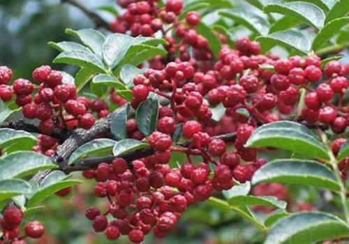 花椒樹怎么種？花椒樹種植管理技術(shù)介紹(圖1)