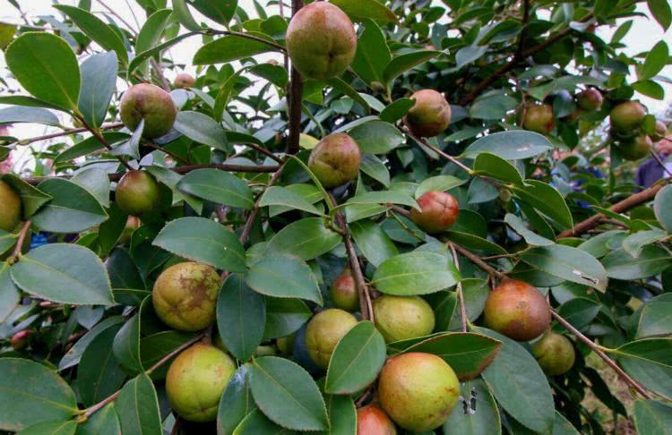 怎么種好油茶樹(shù)？油茶樹(shù)種植技術(shù)介紹(圖1)