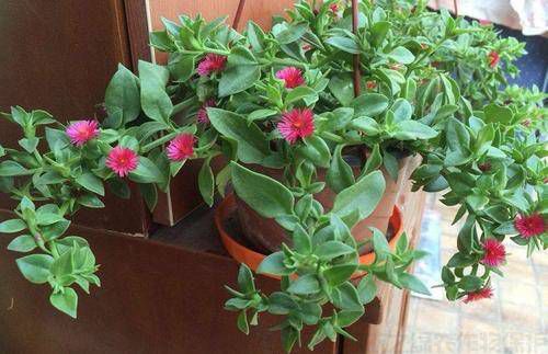 牡丹吊蘭不開(kāi)花的原因和解決方法(圖1)