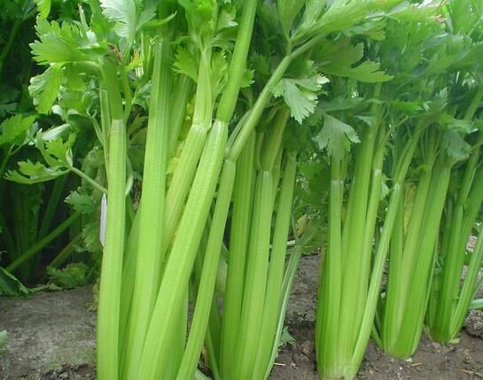 芹菜為什么會出現(xiàn)空心？芹菜空心的原因有哪些？(圖1)
