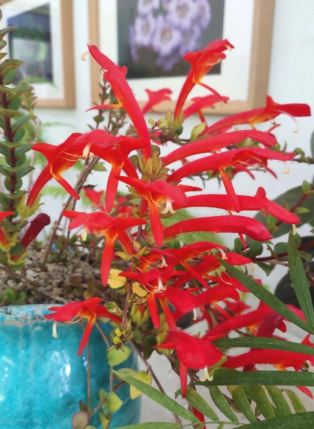 鯨魚花好養(yǎng)嗎？鯨魚花的養(yǎng)殖方法和注意事項(xiàng)(圖1)