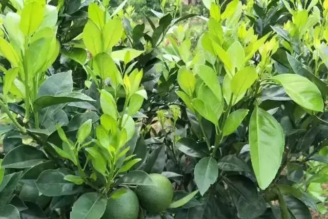 漲知識！柑橘生長發(fā)育七大時期，葉面肥科學(xué)應(yīng)用技巧 (圖6)