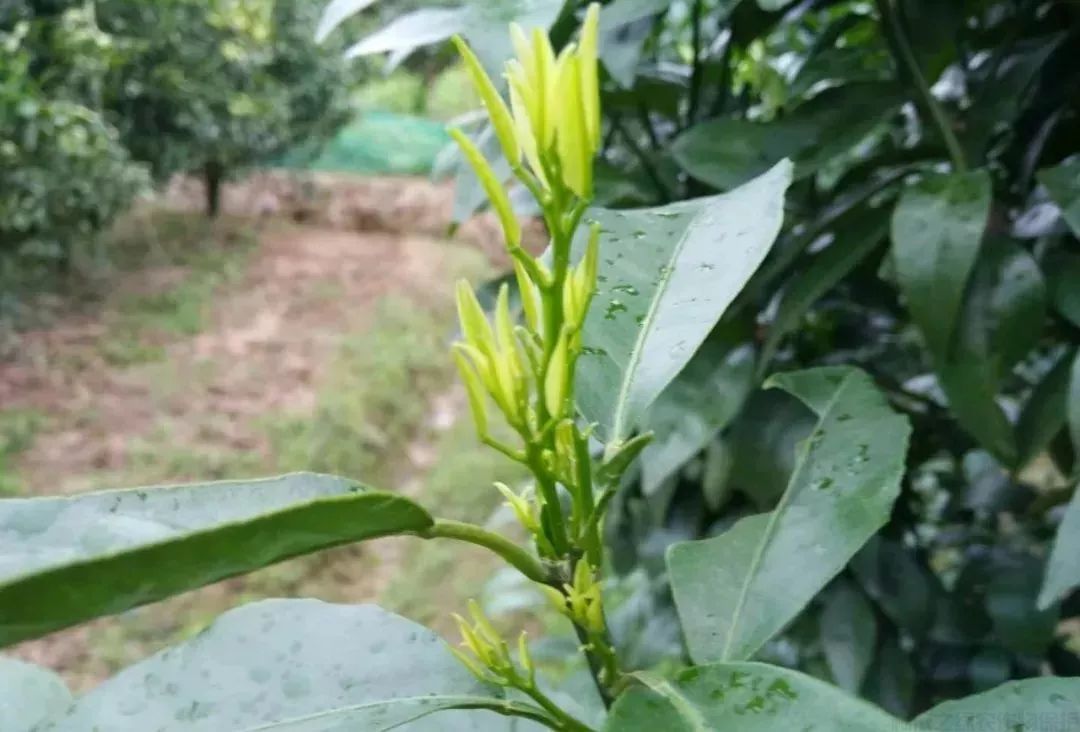 漲知識！柑橘生長發(fā)育七大時期，葉面肥科學(xué)應(yīng)用技巧 (圖2)
