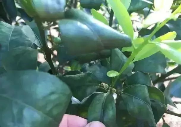漲知識！柑橘生長發(fā)育七大時期，葉面肥科學(xué)應(yīng)用技巧 (圖5)