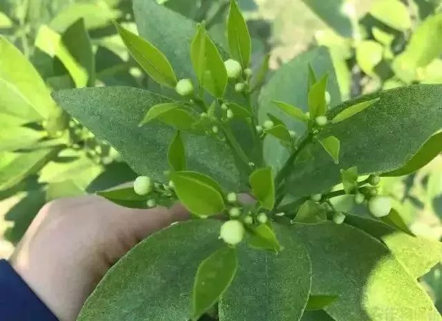 漲知識！柑橘生長發(fā)育七大時期，葉面肥科學(xué)應(yīng)用技巧 (圖3)